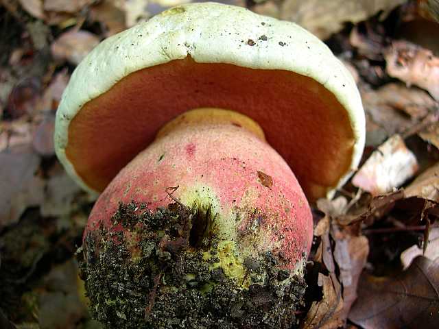 2005 :  Un anno di funghi
